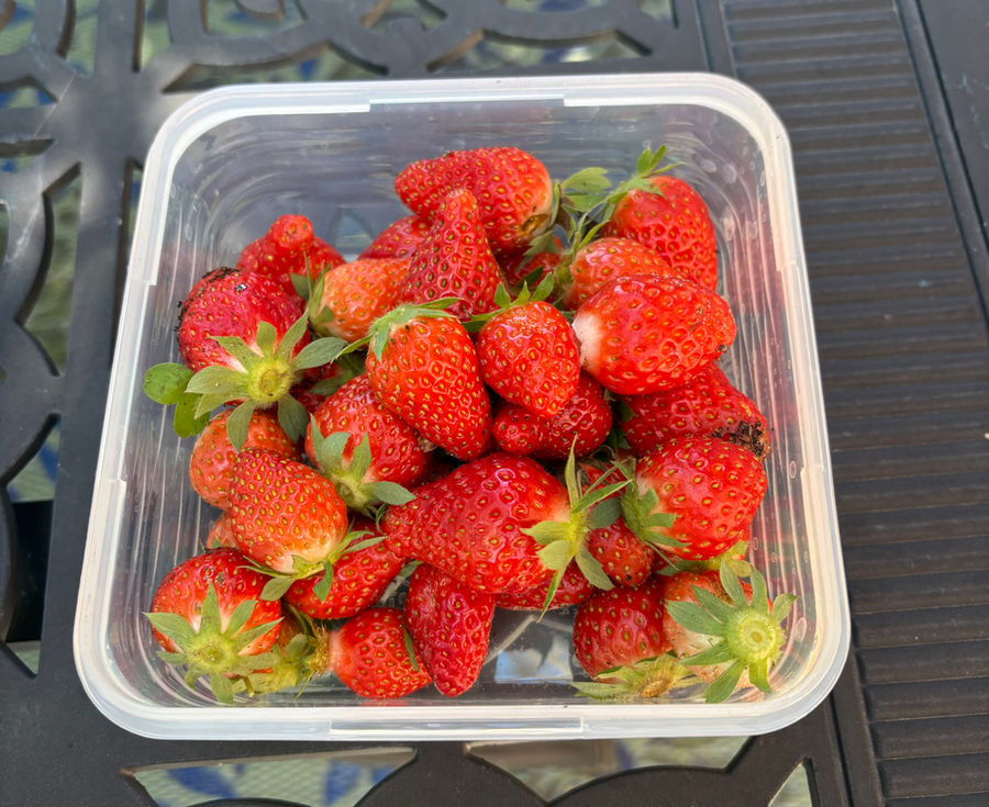 Fresh picked strawberries