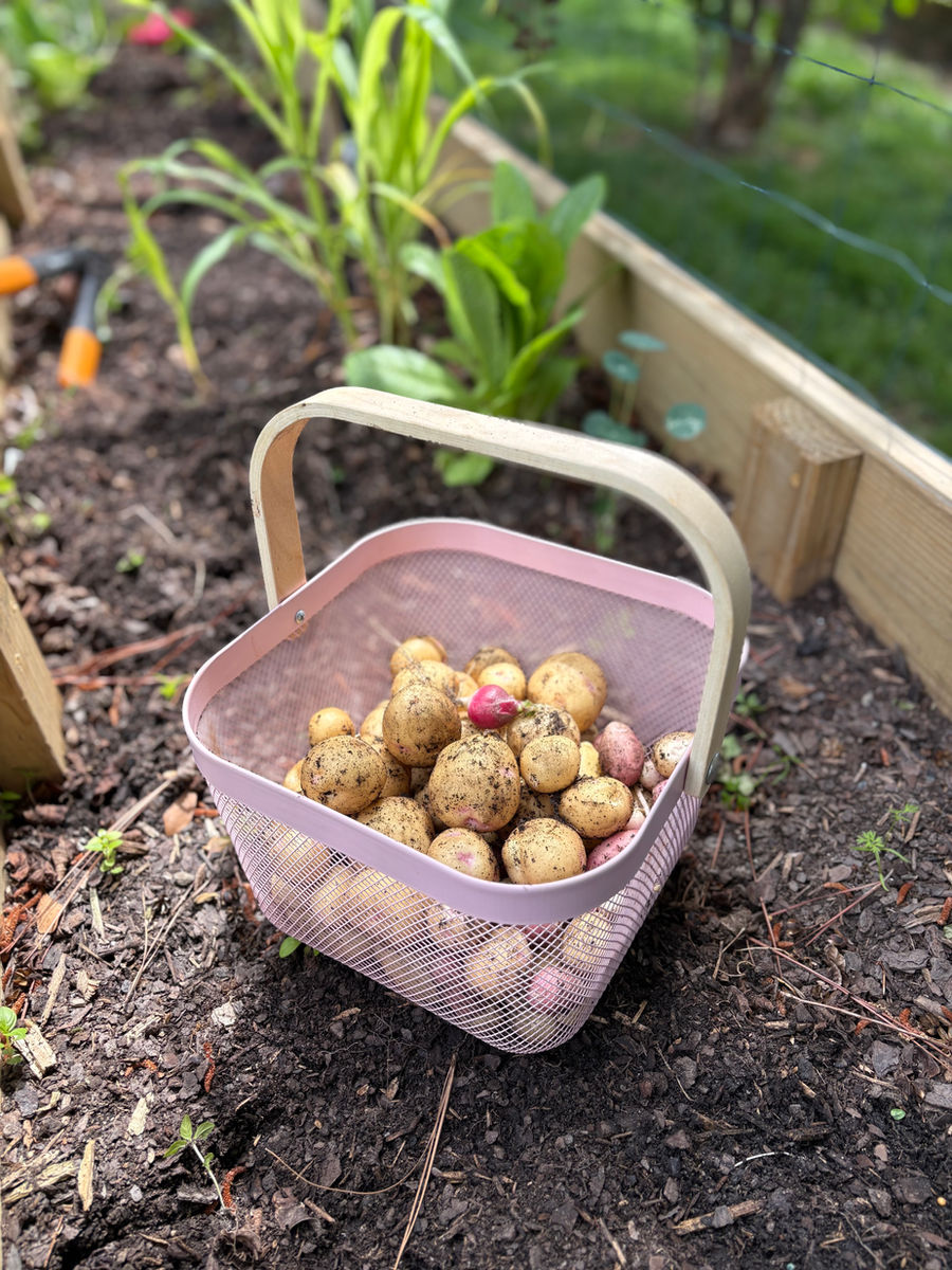 A basket of potatoes dug from the garden bed