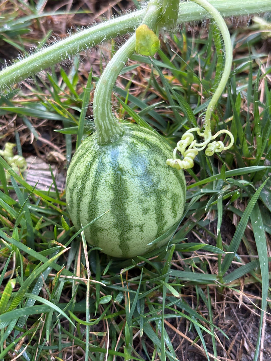 A watermelon growing in the garden