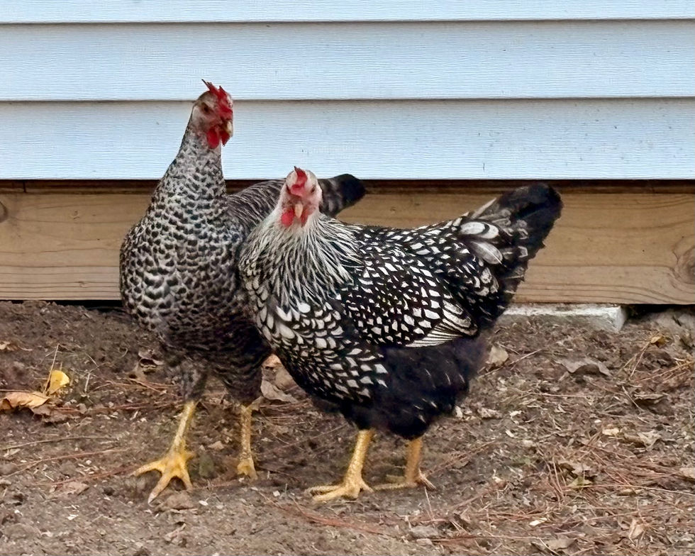 Ivory & Freddie